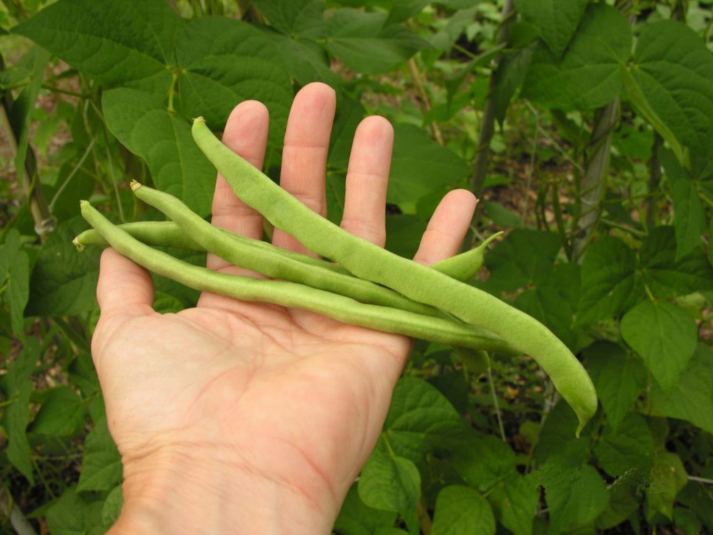 Green Beans in Hand