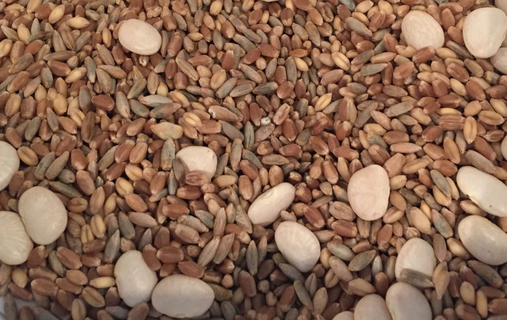 Hard Red Wheat, Hard White Wheat, Rye & Baby Lima Beans