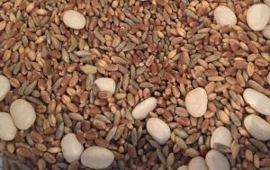 Hard Red Wheat, Hard White Wheat, Rye & Baby Lima Beans