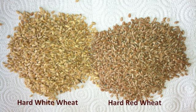 Hard White & Hard Red Wheat Comparison