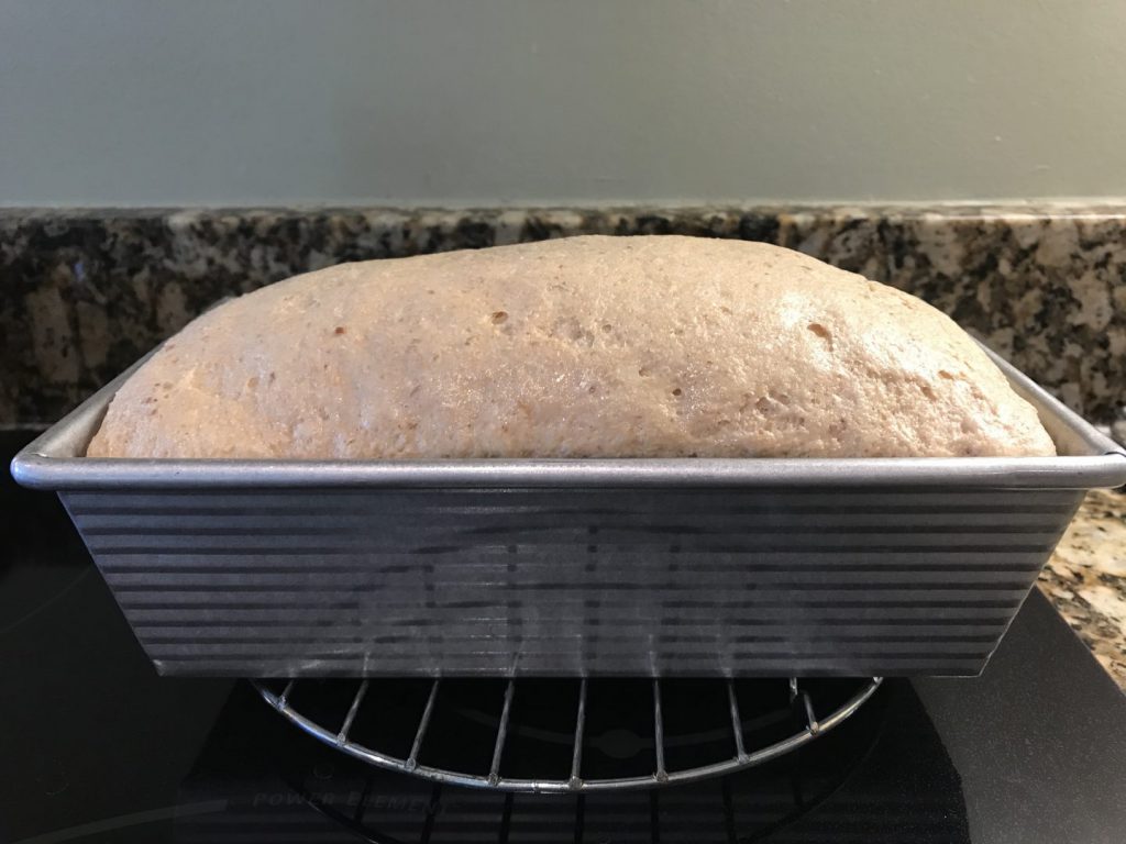 Risen whole wheat bread in bread pan
