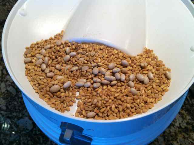 Soft White grains & beans in grain mill hopper