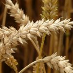 Wheat Stalks Up Close