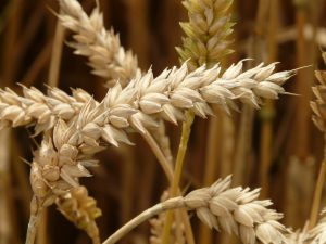 Wheat Stalks Up Close