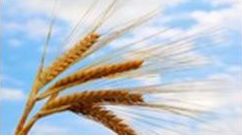 Wheat Stalks Light Blue Sky