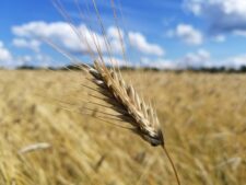 Stalk of Wheat in Wheat Field